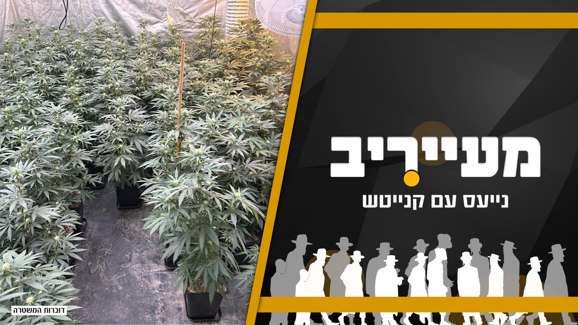 יותר ויותר חרדים מגדלים סמים והתאונות המסוכנות בבני ברק • מעייריב