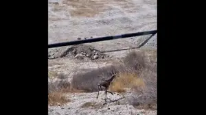 לוחמי האש חילצו צבי שנפל למאגר מים בבקעת הירדן – והחזירו אותו לטבע