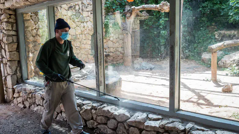 אירוע חריג בגן החיות התנכי בירושלים: תנין תקף איש צוות, מצבו מוגדר בינוני