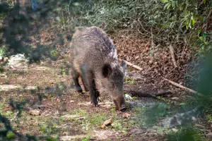 תופעת חזירי הבר בחיפה מצטמצמת: פי 3 פחות “היתקלויות” עם בעלי החיים