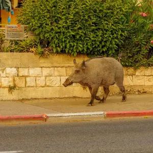 חזירי הבר יעידו? עיריית חיפה בתביעת לשון הרע נגד מנהל מגזין אינטרנטי