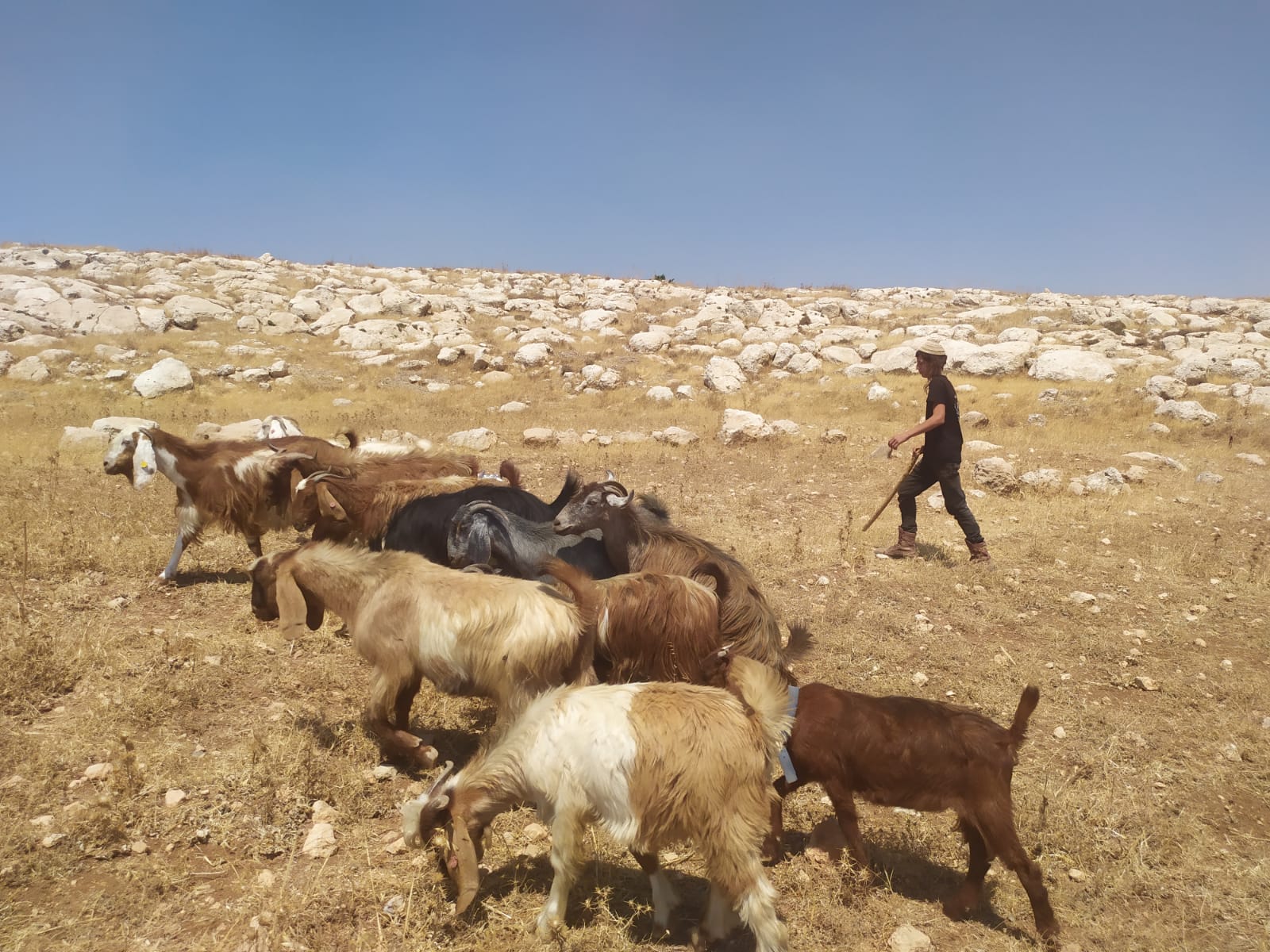 ליד היישוב אדם: רועה צאן מצא נשק שהוחבא סמוך למאהל בדואי