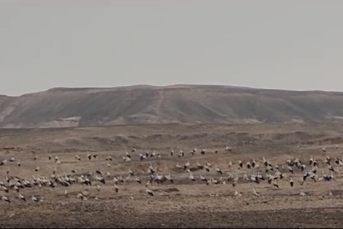 עונת הנדידה בעיצומה: אלפי חסידות חולפות מעל ישראל