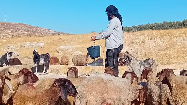 ברשות הפלסטינית מזהירים: הגבעות קובעות את הגבול בעזרת המרעה