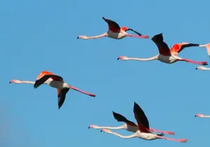 זה קורה עכשיו: איפה תוכלו לראות בישראל ציפורים נודדות?