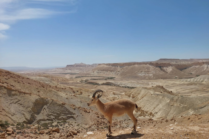 עלייה בכמות היעלים שנספרו בחבל המדברי במדינת ישראל