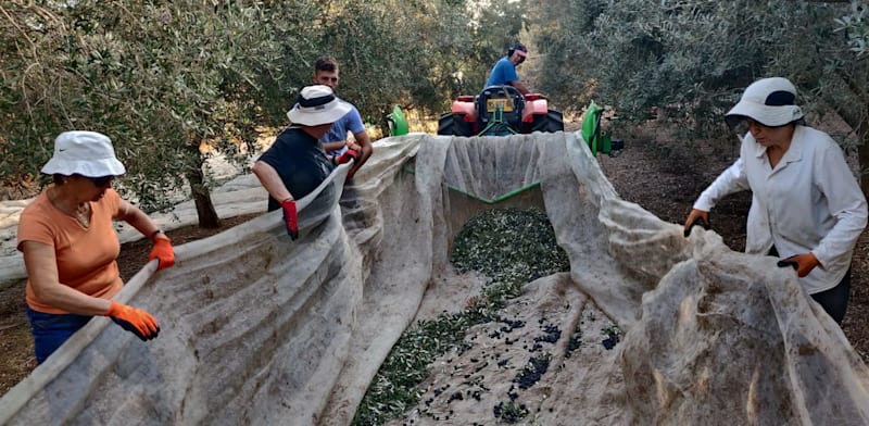 מחיר שמן הזית בישראל זינק בשנה האחרונה. האם ניתן להוריד אותו בחזרה?