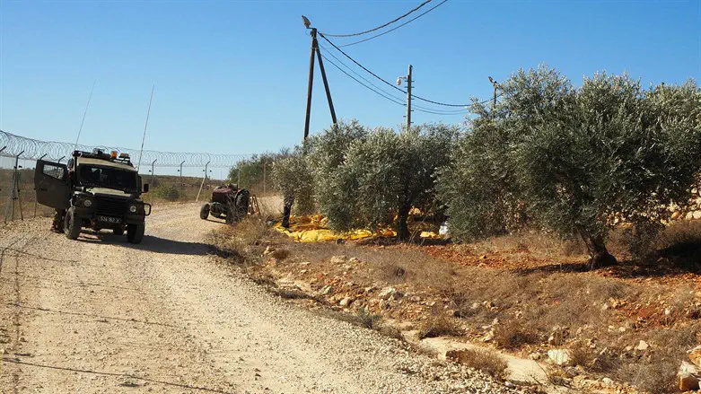 עונת המסיק החלה: פרובוקציה ראשונה בשומרון