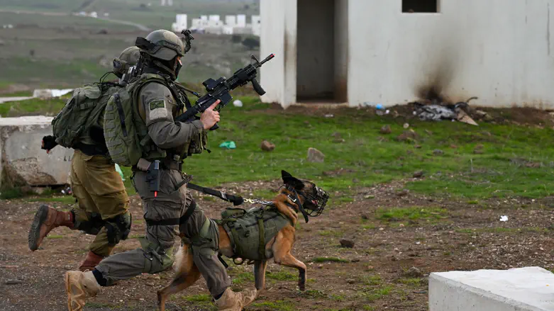 “הוא לוחם בכוח”: כלבי עוקץ המגינים על הלוחמים בצפון ובדרום