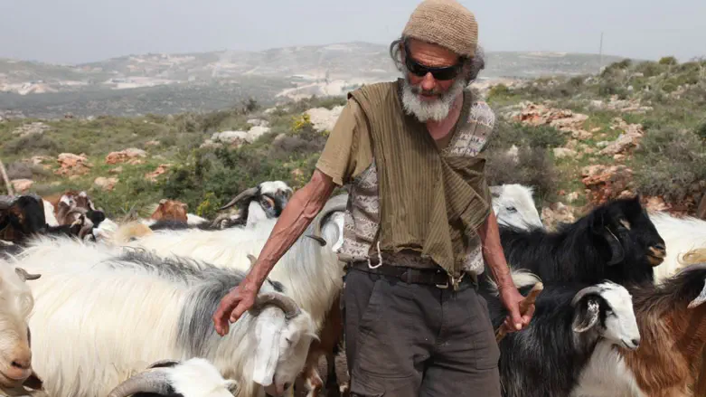 שלושה חודשים לאחר פטירתו: עדרו של אברהם הרצליך ז”ל נגנב בידי ערבים