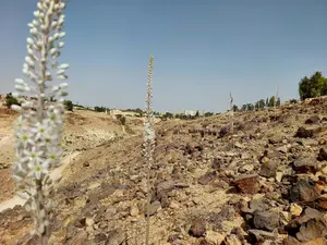 נחל טביה: טיול סתיו בין נוף הרי מואב לחצב