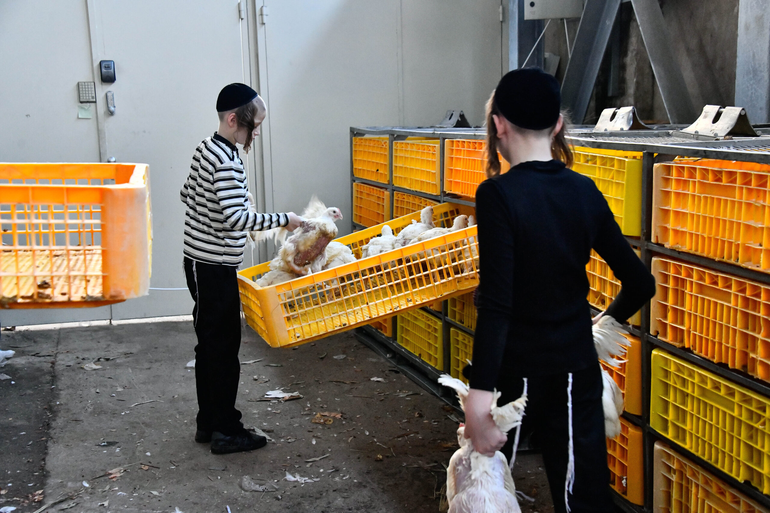 “זה התרנגול” | אחרי שקיימו מנהג כפרות, נעמדו התושבים בתור לשוחט  