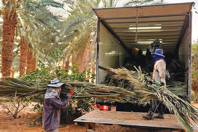 בצל המלחמה:  פעילות חקלאי התמרים נמשכת ביתר שאת