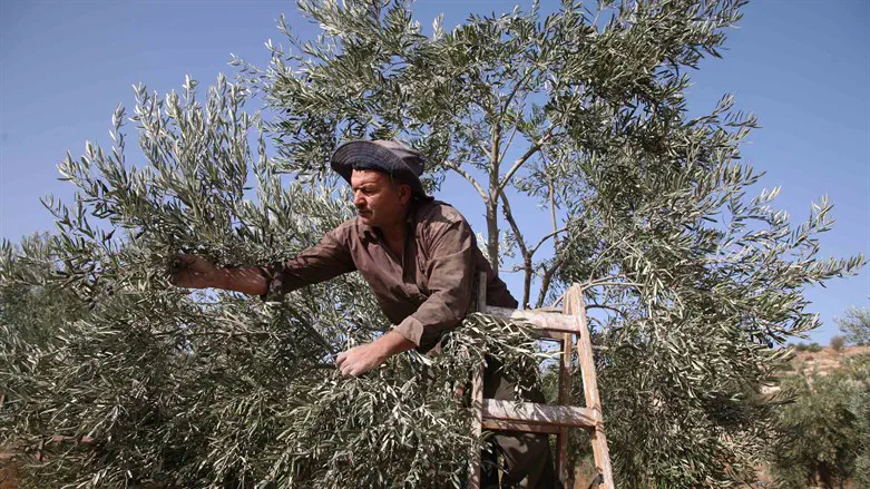 צבי סוכות: השנה 400 צווים ימנעו פרובוקציות באמצעות המסיק