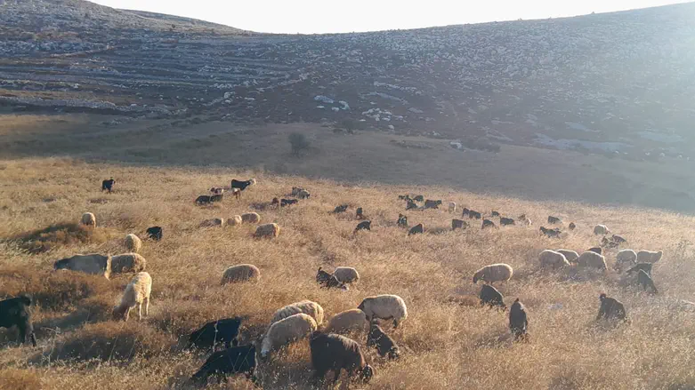 רועה צאן מגבעת ‘אור מאיר’ מספר לערוץ 7: בור המים הורעל, כבשים מתו בזו אחר זו