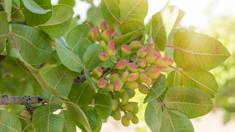 מחקר: המאכל המפתיע שישפר את הראייה שלכם