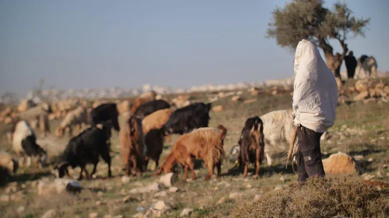 גבעת צור הראל: הנוער היהודי בולם את האסטרטגיה הפלסטינית