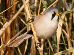 ציפור שיר חמקמקה וצבעונית תועדה לראשונה אחרי 30 שנה