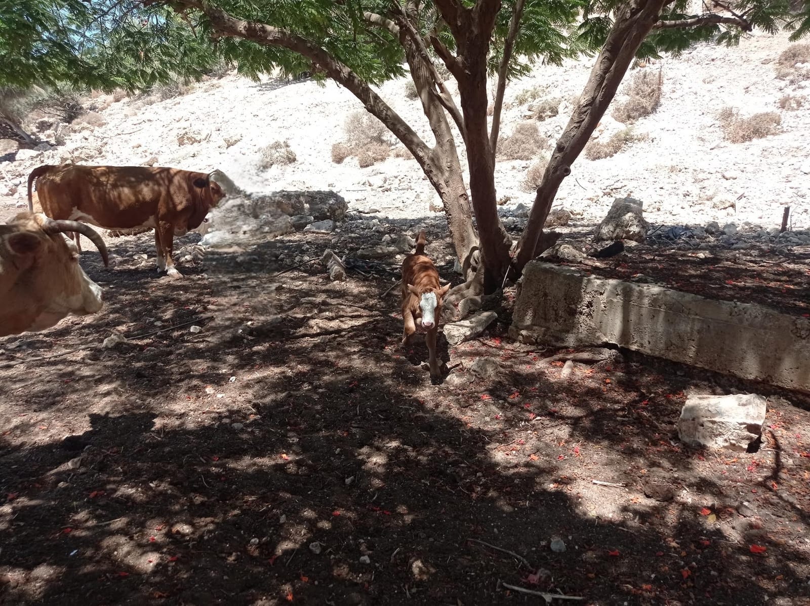 הגשם מתעכב והחורף מתלבט – זו תחזית מזג האוויר להשבוע