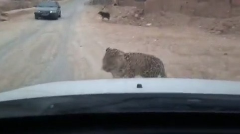 ברחובות איראן: נמר פרסי תועד כשהוא משוטט חופשי | צפו