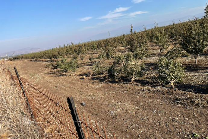 לאחר הפסקת-האש: החקלאים בצפון נאלצים להתמודד מחדש עם איומי הפרוטקשן