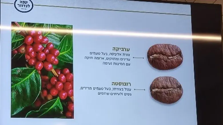 ערביקה , רובוסטה ומה שביניהם – לא רק קפה