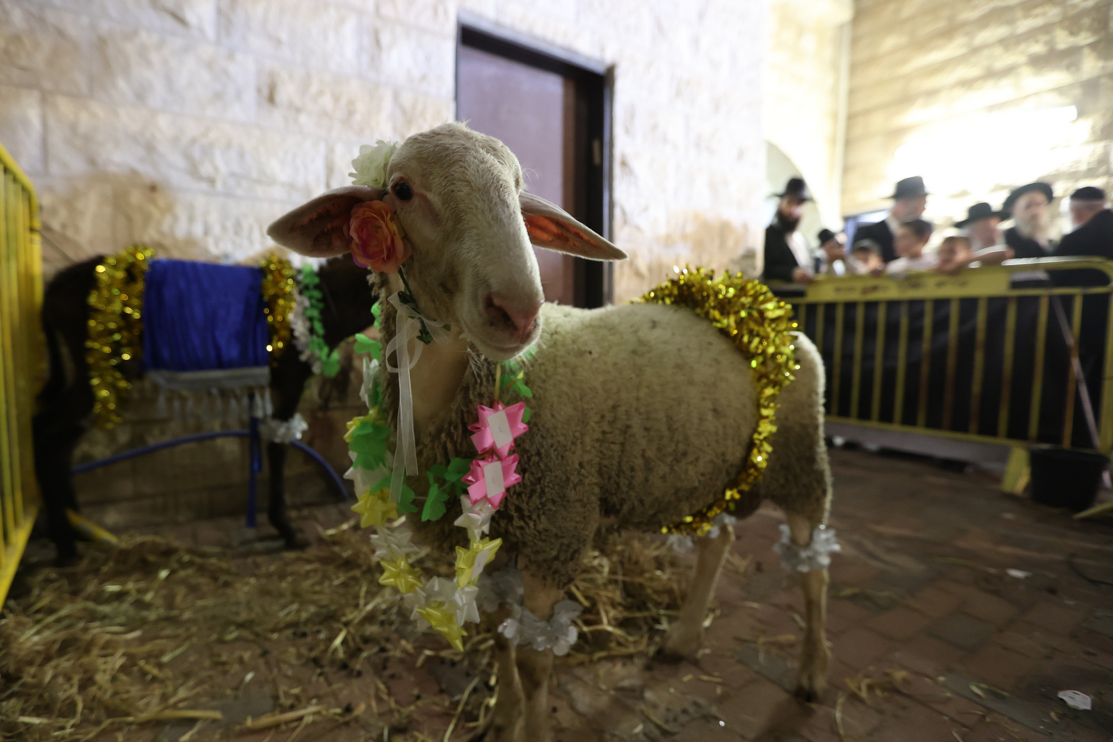 הכהן ערף את ראש החמור ונעצר | הדיין נחלץ לעזרתו