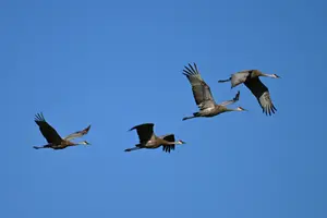 מחקר חשף על מה הציפורים משוחחות ביניהן במהלך הנדידה