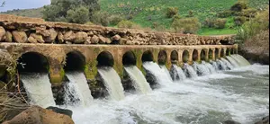 יצאנו לטיול בחלק הכי יפה של הירדן שמלא בשקדיות פורחות