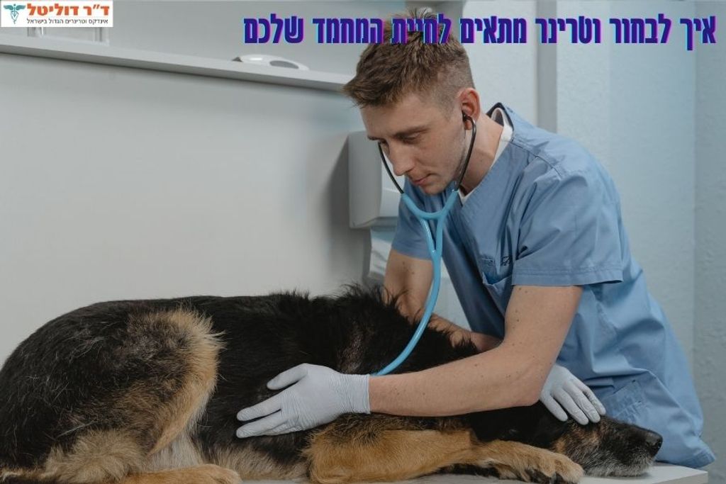 איך לבחור וטרינר מתאים לחיית המחמד שלכם?