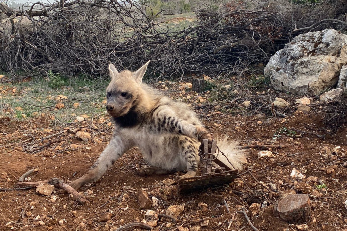 הפתעה באמצע הדרך: המדריכים בכפר עציון לא האמינו למה שהם ראו