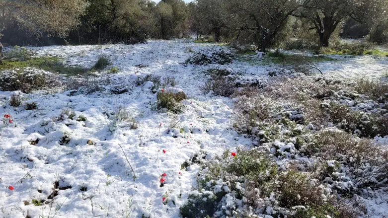 סופת "קורל": מתקרבים לשיאו של גל הקור