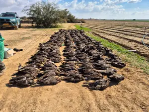 אסון ענק: 335 דיות שחורות ודורסים נוספים נמצאו מתים בנגב