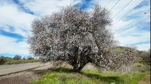 התחזית: הטמפרטורות ממשיכות לעלות, רוחות ערות לאורך מישור החוף