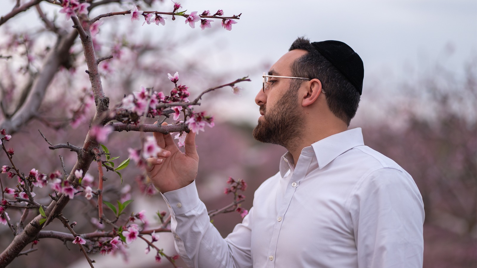 לרגל ט"ו בשבט: אבי לרנר בקאבר מסקרן "אילן אילן"