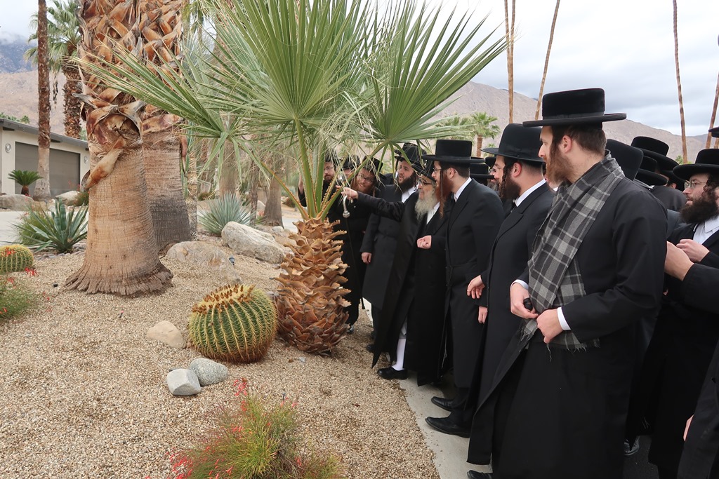 בין הדקלים בקליפורניה: המפגש המיוחד של האדמו"ר ותלמידיו 