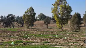 תושבי בארי דורשים לשנות את שם היער הסמוך: "להנציח את חברינו שנפלו"