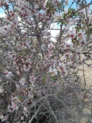 התחזית: סיכוי לגשם, התחממות בשלישי